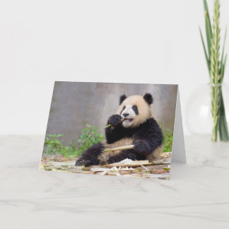 Adorable Panda Nibbling Bamboo Grußkarte Karte