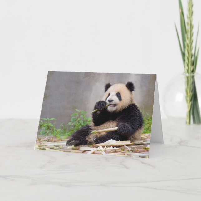 Adorable Panda Nibbling Bamboo Grußkarte Karte (Vorderseite)