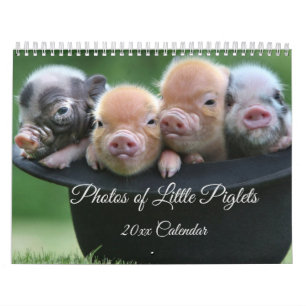 Adorable Petits Piglets dans un calendrier Casquet