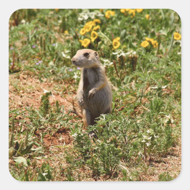 Adorable Prairie Dog Quadratischer Aufkleber (Vorderseite)