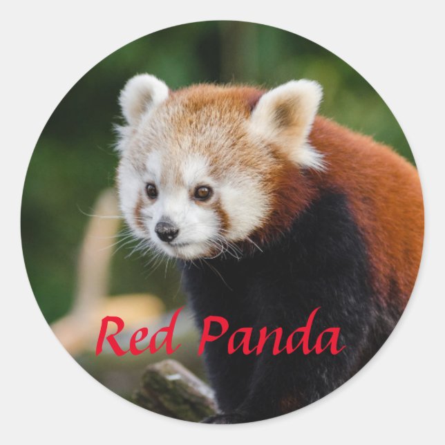 Adorable Red Panda Foto Runder Aufkleber (Vorderseite)