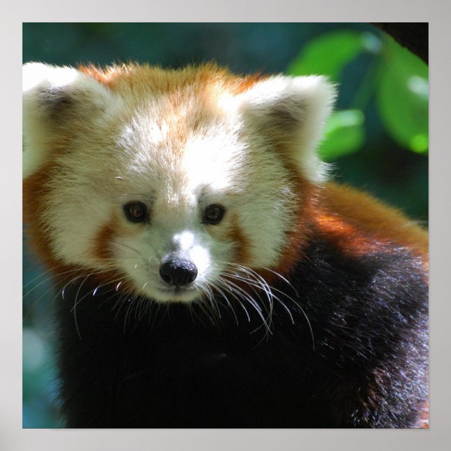 Adorable Red Panda Poster (Vorne)