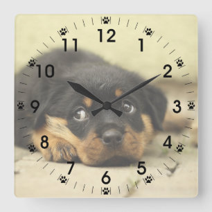 Adorable Rottweiler Puppy Quadratische Wanduhr