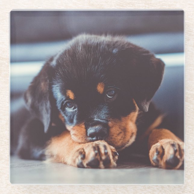 Adorable Rottweiler Welpenschweif Glasuntersetzer (Vorderseite)