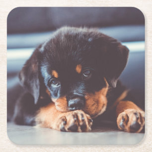 Adorable Rottweiler Welpenschweif Rechteckiger Pappuntersetzer