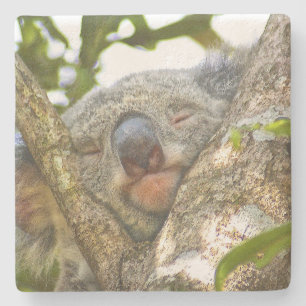 Adorable Schlafkoala Steinuntersetzer