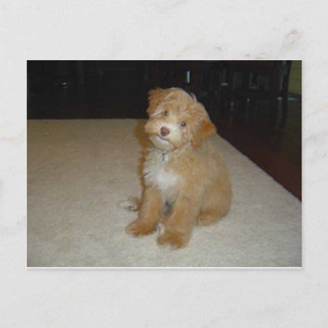 Adorable Schnoodle Welpe Postkarte (Vorderseite)