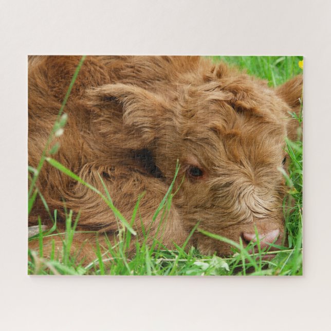 Adorable Scottish Highland Calf (Horizontal)