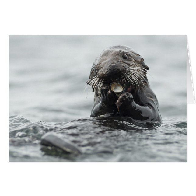 Adorable Sea Otter (Vorderseite (Horizontal))