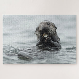 Adorable Sea Otter