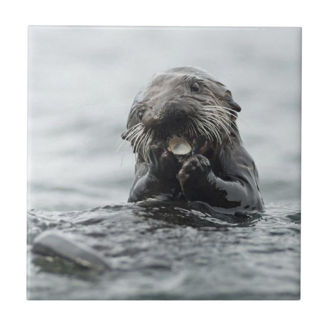 Adorable Sea Otter Fliese (Vorderseite)