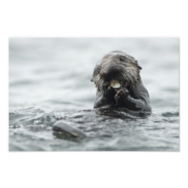 Adorable Sea Otter Fotodruck