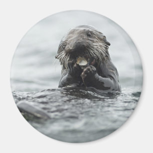 Adorable Sea Otter Magnet