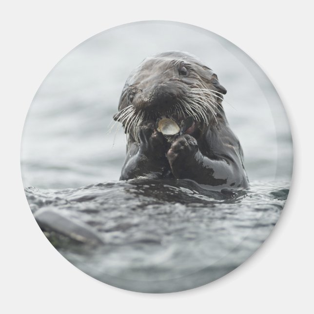 Adorable Sea Otter Magnet (Vorne)