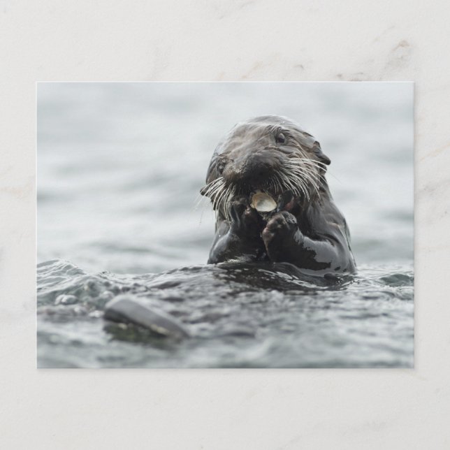 Adorable Sea Otter Postkarte (Vorderseite)