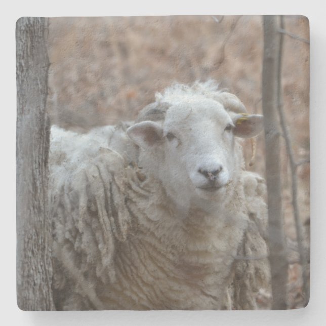Adorable Sheep Steinuntersetzer (Vorderseite)