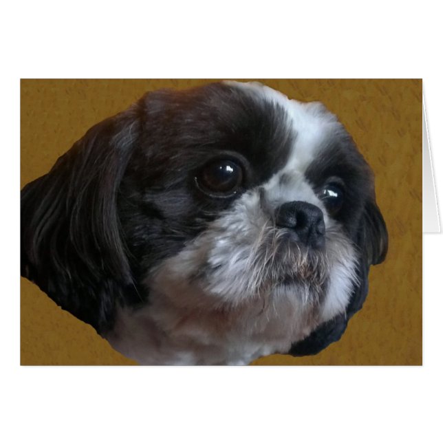 Adorable Shih tzu Rico (Vorderseite (Horizontal))