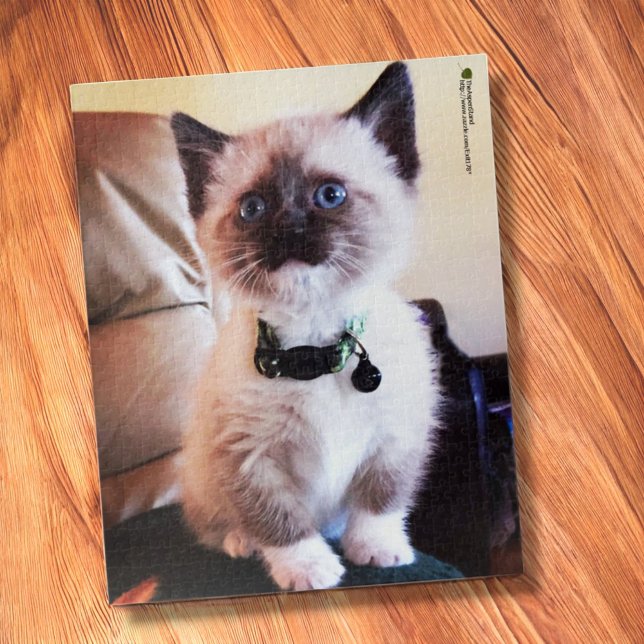 Adorable Siamese Kitten Blue Eye Nah-up Foto (jigsaw puzzle on table)