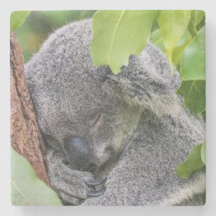 Adorable Sleeping Young Koala Bär Steinuntersetzer