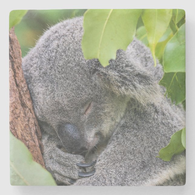 Adorable Sleeping Young Koala Bär Steinuntersetzer (Vorderseite)