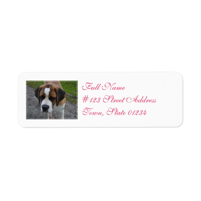 Adorable St Bernard (Vorne)