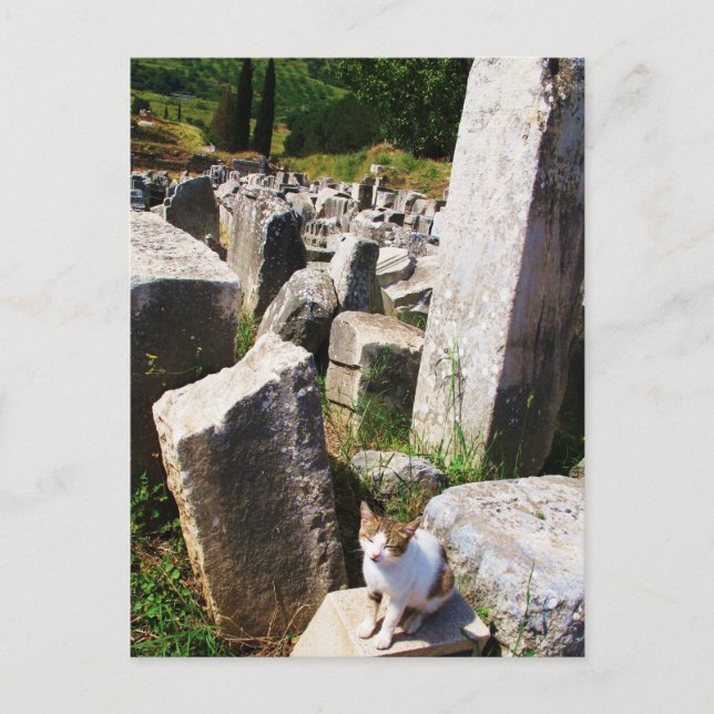 Adorable streunende Katze, die in den Ruinen von E Postkarte (Vorderseite)