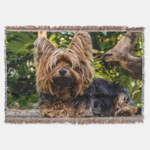 Adorable süße Yorkshire-Terre im Wald Decke