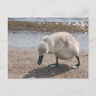 Adorable Swan Baby Postcard Postkarte