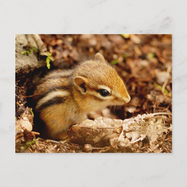 Adorable Teeny Baby Chipmunk Postcard Postkarte (Vorderseite)