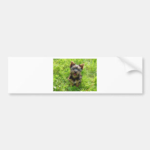 Adorable Terrier Dog Autoaufkleber