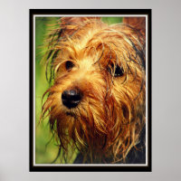 Adorable Terrier Dog mit nassem Gesicht