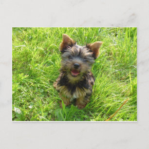 Adorable Terrier Dog Postkarte