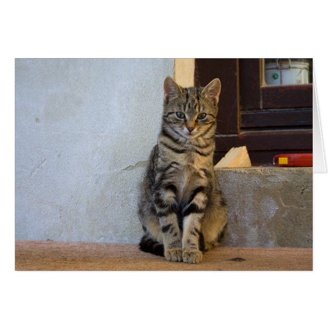 Adorable Tiger Cat Baby (Vorderseite (Horizontal))
