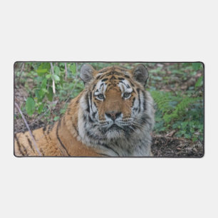 Adorable Tiger Schreibtischunterlage
