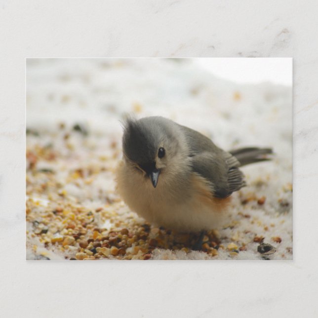 Adorable Titmouse Postkarte (Vorderseite)