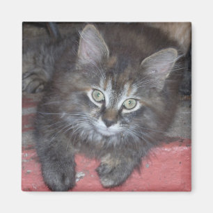 Adorable Tortie Kitten Magnet