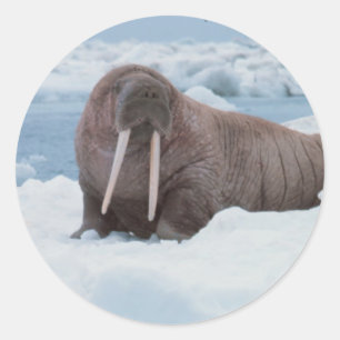 Adorable Walrus Runder Aufkleber