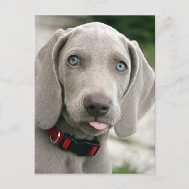 Adorable weimaraner Welpe Postkarte (Vorderseite)