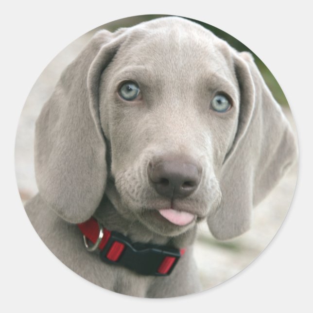 Adorable weimaraner Welpe Runder Aufkleber (Vorderseite)