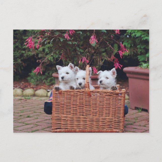 Adorable Welpen Postkarte (Vorderseite)