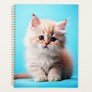 Adorable White Kitten Potrait-54971 Planer