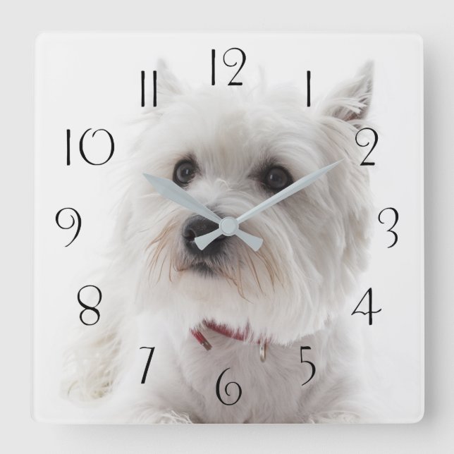 Adorable White West Highland Terrier Quadratische Wanduhr (Vorderseite)