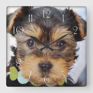 Adorable Yorkshire Terrier Quadratische Wanduhr