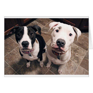 adorables chiots pitbull chiens