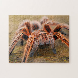 Adortable Arachnid Tarantula Spider Foto Puzzle