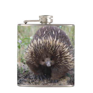 Adortable australische Echidna Flachmann