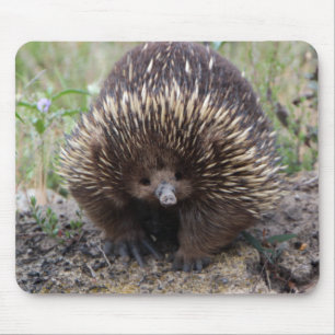 Adortable australische Echidna Mousepad