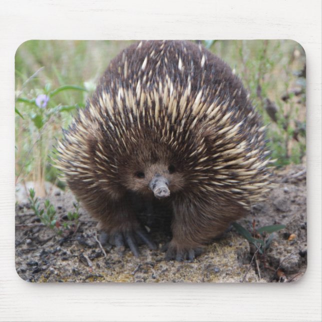 Adortable australische Echidna Mousepad (Vorne)