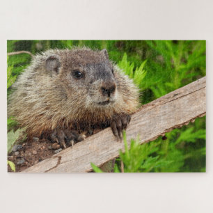 Adortable Baby Groundhog / Woodchuck Up Nah