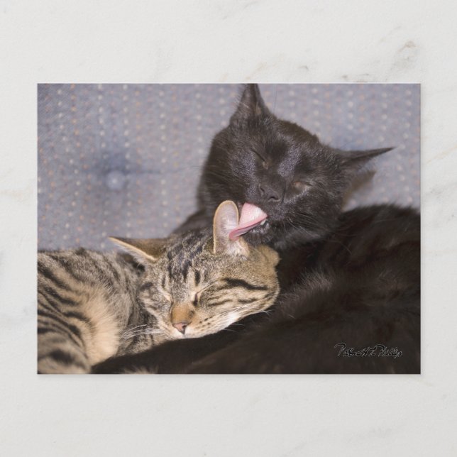 Adortable Black Gray Tabby Cat Vermisst Postkarte (Vorderseite)